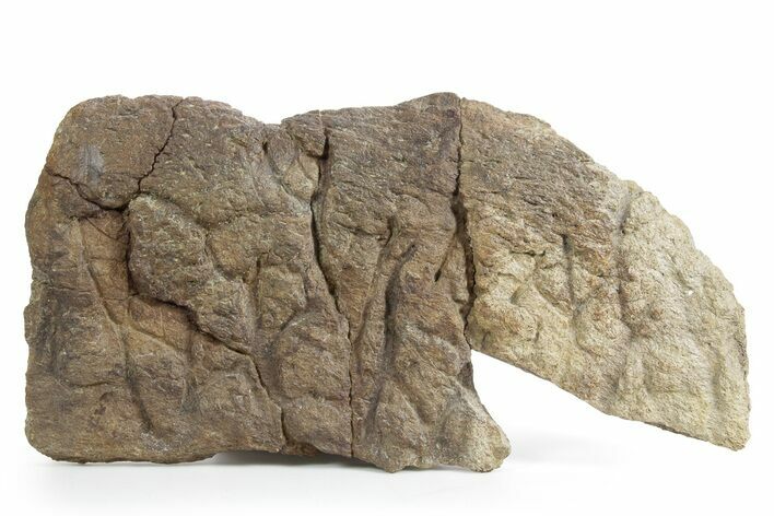 Dinosaur (Triceratops) Frill Shield Edge - Montana #351822